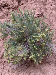 Atriplex gardneri