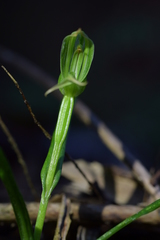 Pterostylis porrecta