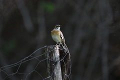 Cercotrichas quadrivirgata