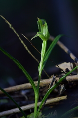 Pterostylis porrecta