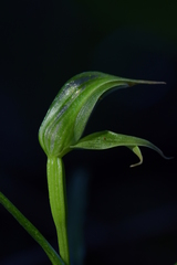 Pterostylis porrecta
