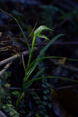 Pterostylis porrecta