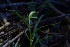 Pterostylis porrecta