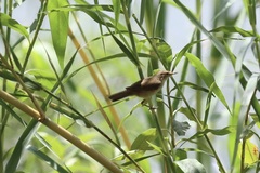 Acrocephalus rufescens