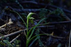 Pterostylis porrecta