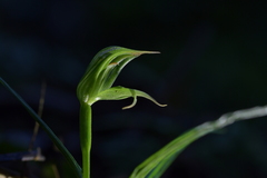 Pterostylis porrecta