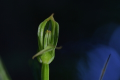 Pterostylis porrecta