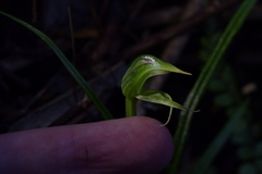 Pterostylis porrecta