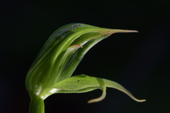 Pterostylis porrecta