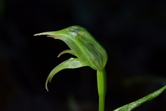 Pterostylis porrecta