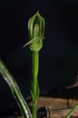 Pterostylis porrecta