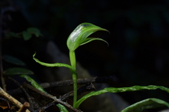 Pterostylis porrecta