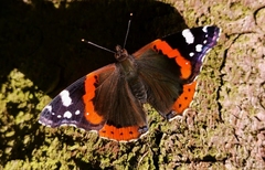 Vanessa atalanta atalanta