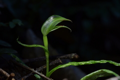 Pterostylis porrecta