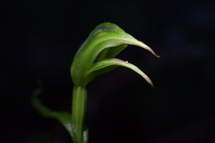 Pterostylis porrecta
