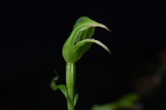 Pterostylis porrecta