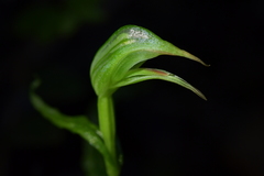 Pterostylis porrecta