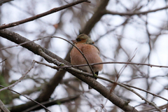 Fringilla coelebs