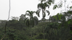 Syagrus
