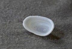 Tugali parmophoidea
