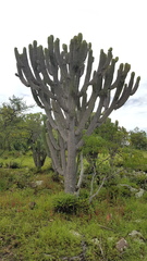 Myrtillocactus schenckii