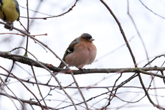 Fringilla coelebs