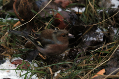 Fringilla coelebs