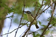 Pogoniulus chrysoconus