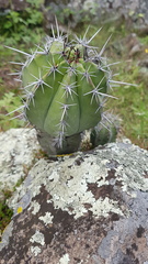 Myrtillocactus schenckii