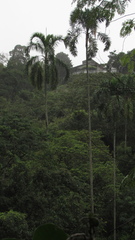 Syagrus