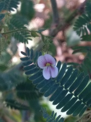 Fabaceae
