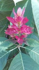 Megaskepasma erythrochlamys