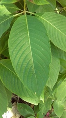 Megaskepasma erythrochlamys