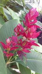 Megaskepasma erythrochlamys