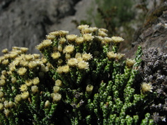 Helichrysum intermedium