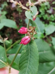 Koenigia campanulata