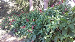 Megaskepasma erythrochlamys