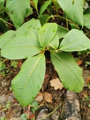 Koenigia campanulata