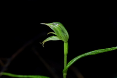 Pterostylis porrecta