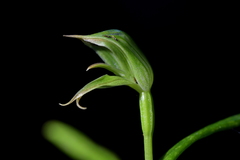 Pterostylis porrecta