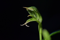 Pterostylis porrecta