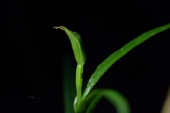 Pterostylis porrecta