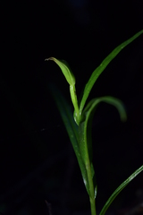Pterostylis porrecta