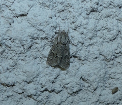 Acronicta euphorbiae