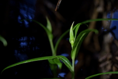 Pterostylis porrecta