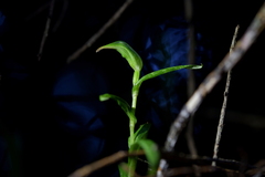 Pterostylis porrecta