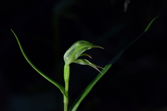 Pterostylis porrecta