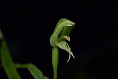 Pterostylis porrecta