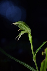 Pterostylis porrecta