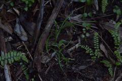 Pterostylis porrecta